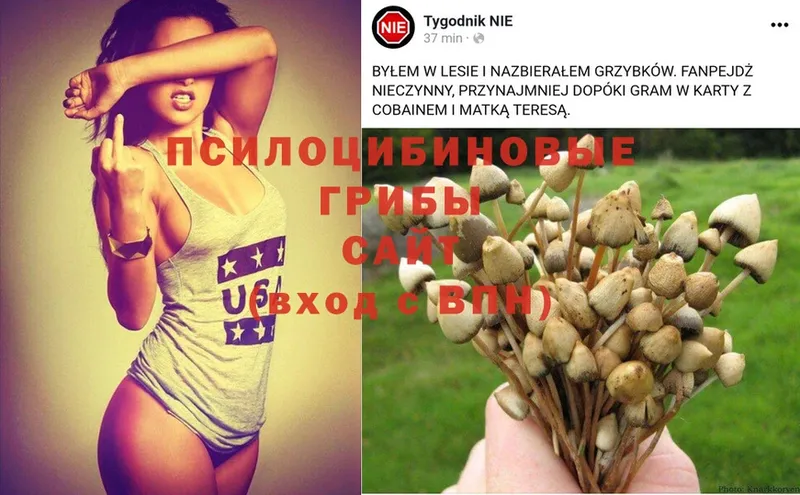 Псилоцибиновые грибы Psilocybine cubensis  Пудож 